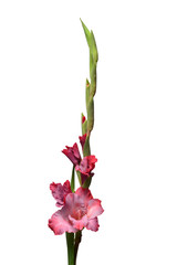 Beautiful pink fashionable gladiolus flower isolated on white background. Wedding bouquet of the bride