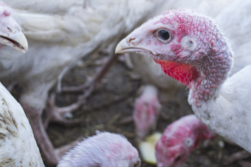 The turkeys in a hen house. The bird farm.