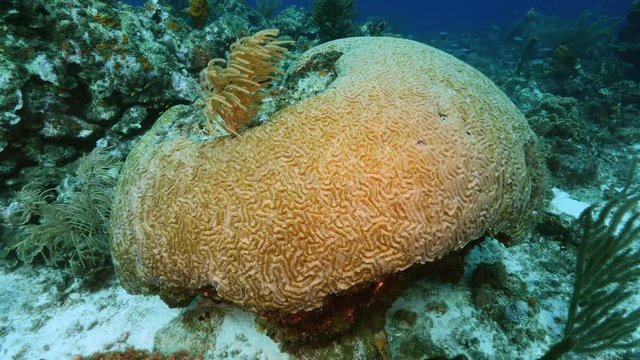 Seascape of coral reef / Caribbean Sea / Curacao with big brain coral and various hard and soft corals, sponges