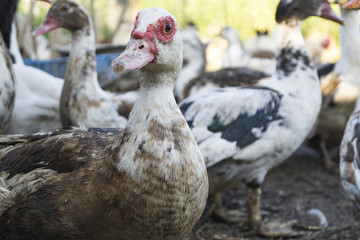 The birds farm.