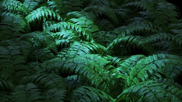 Natural, green fern plant leaves in dark, climatic forest. Loop animation. 4K HD