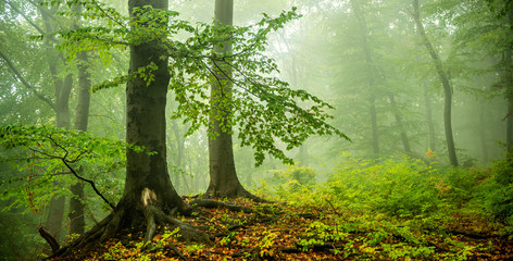 Mysterious Forest of Old Beech Trees in Thick Fog