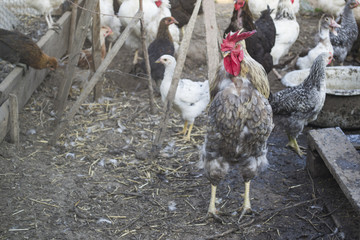 A cock in the birds farm.
