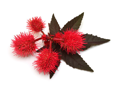 Castor oil plant, fruit Ricinus communis isolated on white background. Floral pattern, object. Flat lay, top view
