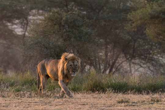 A male lion (Panthera leo), Ndutu, Ngorongoro Conservation Area, Serengeti, Tanzania