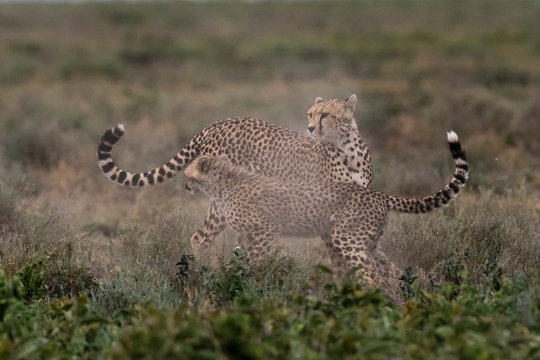A female cheetah (Acinonyx jubatus) and its cub sparring, Ndutu, Ngorongoro Conservation Area, Serengeti, Tanzania