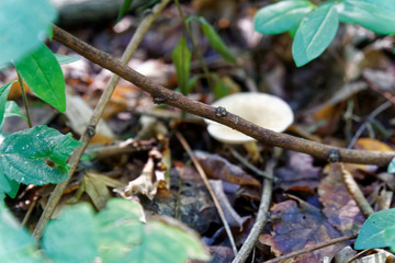 Mushroom among the autumn foliage and old leaves in forest, fall landscape.