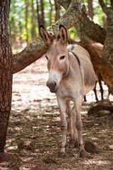 Naklejka na ściany i meble Donkey on the Atherton Tableland in Queensland, Australia