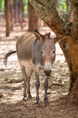 Donkey near tree on the Atherton Tableland in Queensland, Australia.
