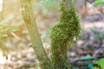 Moss on tree roots, branch and log in a green forest or moss on tree trunk. Tree bark with green moss. Selective focus.