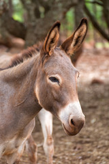 Fototapeta na wymiar Closeup portrait of a donkey on the Atherton Tableland in Queensland, Australia