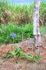 Obraz premium Purple Agapanthus and sugar cane growing on the Atherton Tableland in Queensland, Australia