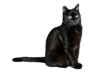 Black cat is sitting on a white background