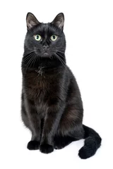 Aluminium Prints Cat Portrait of a young black cat on white background