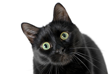 Fototapeta premium Head of young black cat isolated on white