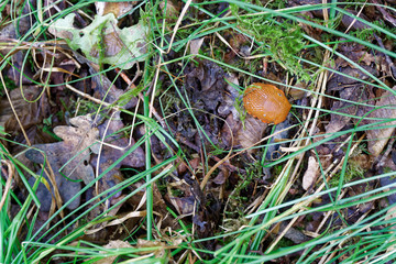 Mushroom among the autumn foliage and old leaves in forest, fall landscape.