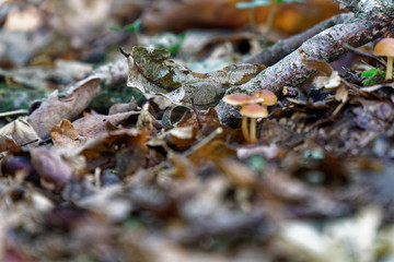 Mushroom among the autumn foliage and old leaves in forest, fall landscape.