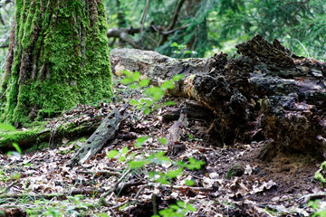 Moss on tree roots, branch and log in a green forest or moss on tree trunk. Tree bark with green moss. Selective focus.
