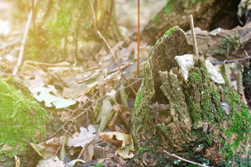 Moss on tree roots, branch and log in a green forest or moss on tree trunk. Tree bark with green moss. Selective focus.