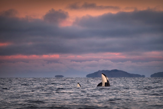 Orcas, killer whales spy hopping, Skjerv&iacute;&Yuml;y, Troms, Norway