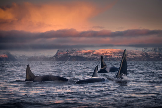 Orcas, killer whales, Skjerv&iacute;&Yuml;y, Troms, Norway