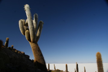 Isla del Pescado - Salar de Uyuni, Bolivien