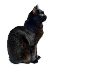 Naklejka premium Czarny kot siedzi na białym tle