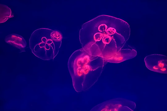 Jellyfish swimming in aquarium