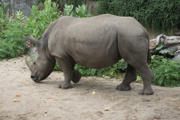 Rhinocerotidae