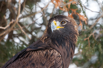 Landscape colour images of a golden eagle shown against a snow covered winter background.
