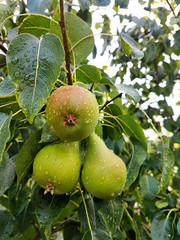 Pears / Three green fruit pears after a rain in Bulgaria