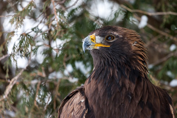 Landscape colour images of a golden eagle shown against a snow covered winter background.