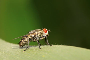 closeup of tachina fly