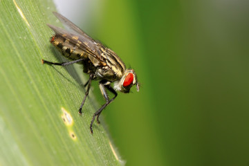 closeup of tachina fly