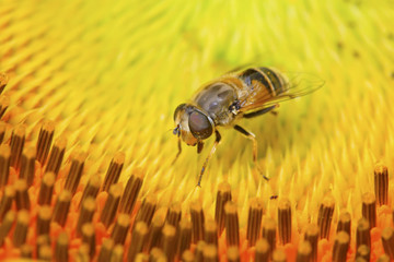 syrphidae insects