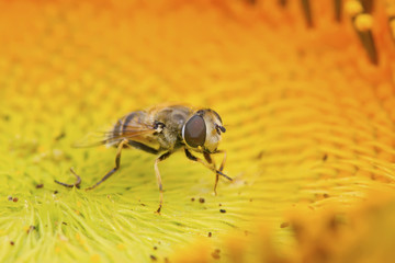 syrphidae insects