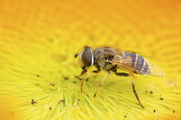 syrphidae insects
