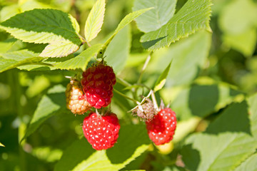 Ripe wild forest raspberries on the summer sun