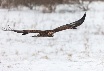 Landscape colour images of a golden eagle shown against a snow covered winter background.