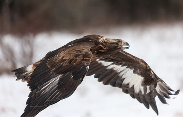 Landscape colour images of a golden eagle shown against a snow covered winter background.