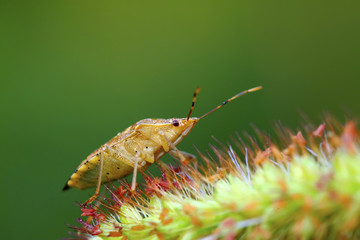 stinkbug on green leaf