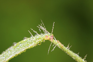drops of water on green leaves