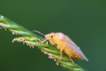 stinkbug larvae on green leaf