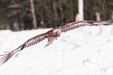 Landscape colour images of a golden eagle shown against a snow covered winter background.