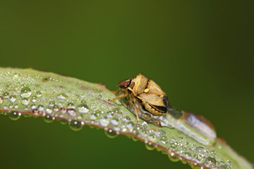 stinkbug on green leaf