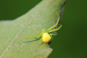 crab spider