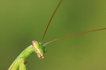 tenodera mantis