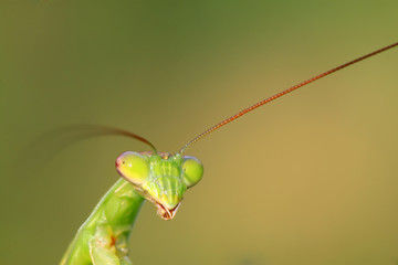 tenodera mantis