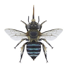 Bee Amegilla cingulata on a white background