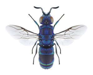 Wasp Chrysis fasciata on a white background